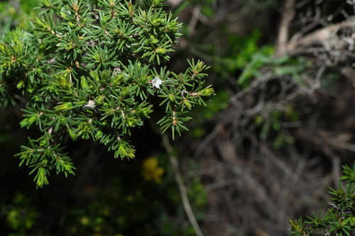 Calytrix tetragona, photograph 2