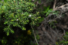 Calytrix tetragona, photograph (c) Greg Tasney, some rights reserved (CC BY-SA)