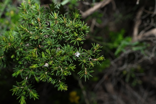 Calytrix tetragona, photograph 3