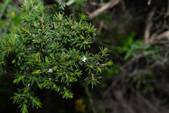 Calytrix tetragona, photograph (c) Greg Tasney, some rights reserved (CC BY-SA)