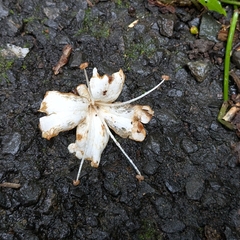 Oxera splendida