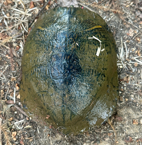 Pond Slider