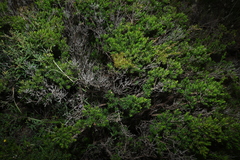Calytrix tetragona, photograph (c) Greg Tasney, some rights reserved (CC BY-SA)
