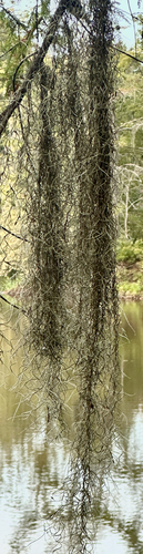 Spanish moss