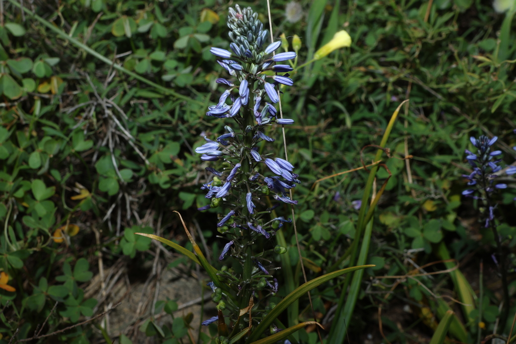 Caesia calliantha; photograph (c) Greg Tasney, some rights reserved (CC BY-SA)