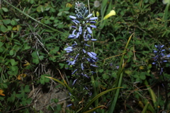 Caesia calliantha