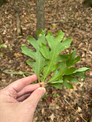 Quercus alba