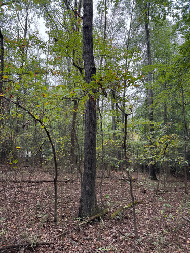 Quercus alba, photograph 2