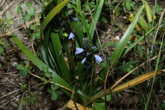 (c) Greg Tasney, some rights reserved (CC BY-SA) Caesia calliantha, photograph (c) Greg Tasney, some rights reserved (CC BY-SA)