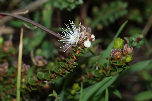 Kunzea pomifera, photograph 5