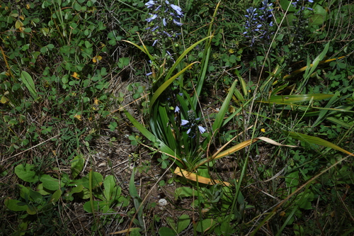 Caesia calliantha, photograph 2