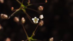 Nemacladus pinnatifidus