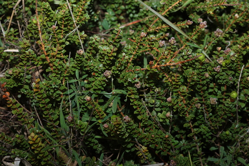 Kunzea pomifera, photograph 4