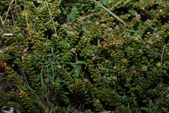 Kunzea pomifera, photograph (c) Greg Tasney, some rights reserved (CC BY-SA)