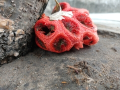 Clathrus crispus