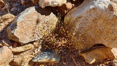 Nemacladus pinnatifidus