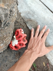 Clathrus crispus
