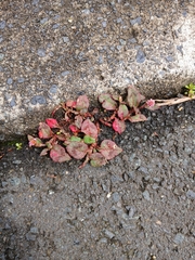 (c) Shaun, some rights reserved (CC BY) Persicaria capitata, photograph (c) Shaun, some rights reserved (CC BY)