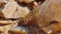 Nemacladus pinnatifidus