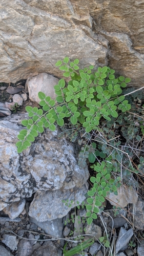intermediate cliffbrake