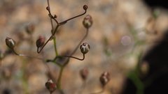 Nemacladus pinnatifidus