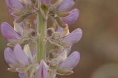 Lupinus leucophyllus