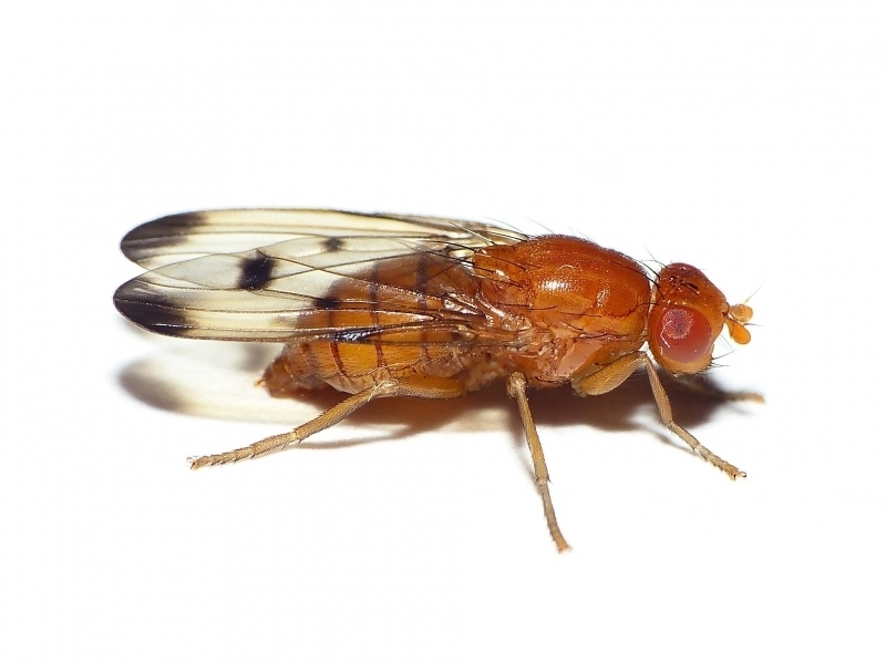 Neottiophilinae
