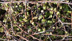 Muehlenbeckia complexa