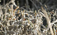 Salicornia quinqueflora