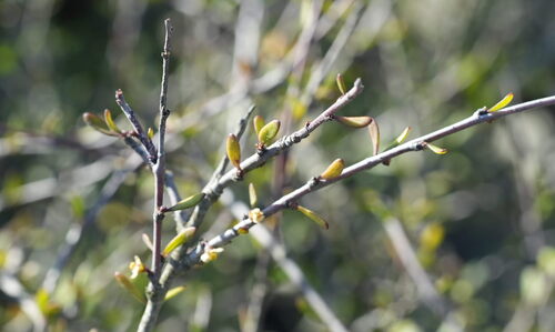 Plagianthus divaricatus, photograph 3