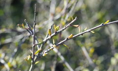 Plagianthus divaricatus, photograph (c) William Harland, some rights reserved (CC BY)