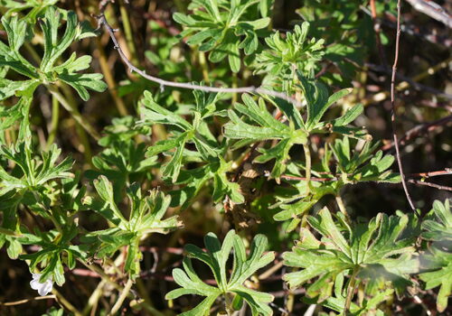 Geranium retrorsum, photograph 5