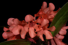 Rhododendron crassifolium