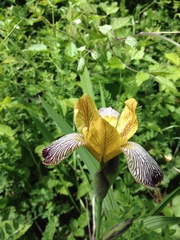 Iris variegata