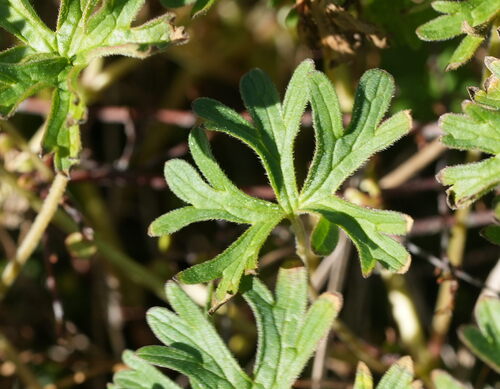Geranium retrorsum, photograph 4