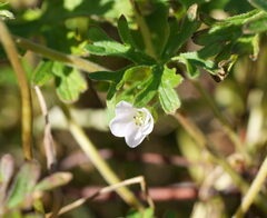 (c) William Harland, some rights reserved (CC BY) Geranium retrorsum, photograph (c) William Harland, some rights reserved (CC BY)