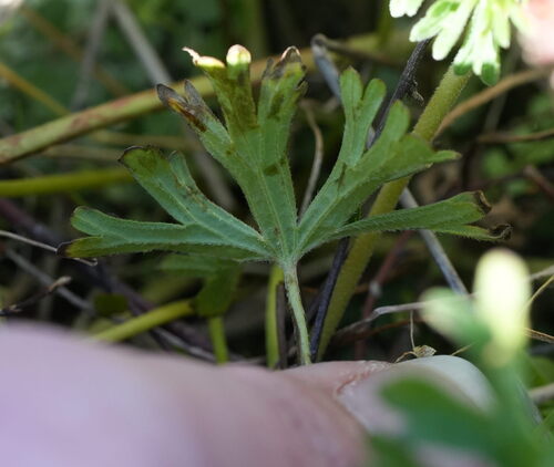 Geranium retrorsum