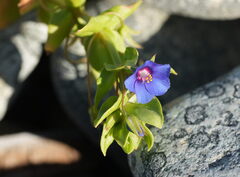 Lysimachia loeflingii