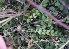 Asplenium flabellifolium