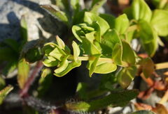 Lysimachia loeflingii, photograph (c) William Harland, some rights reserved (CC BY)