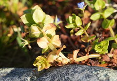 Lysimachia loeflingii, photograph (c) William Harland, some rights reserved (CC BY)