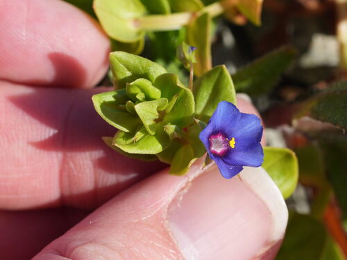 Lysimachia loeflingii, photograph 3