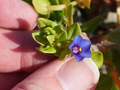 Lysimachia loeflingii, photograph (c) William Harland, some rights reserved (CC BY)