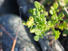 Senecio lautus, photograph (c) William Harland, some rights reserved (CC BY)