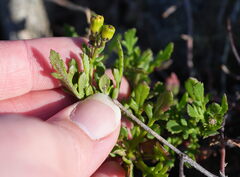 Senecio lautus, photograph (c) William Harland, some rights reserved (CC BY)