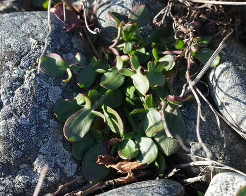 Rumex acetosella