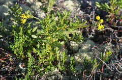 Senecio lautus