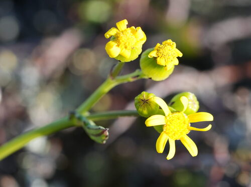 Senecio lautus, photograph 1