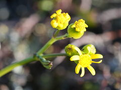 Senecio lautus, photograph (c) William Harland, some rights reserved (CC BY)