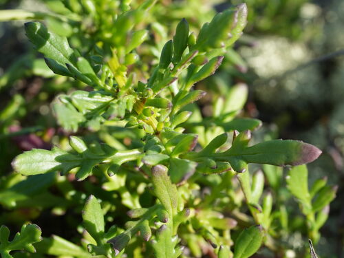 Senecio lautus, photograph 2